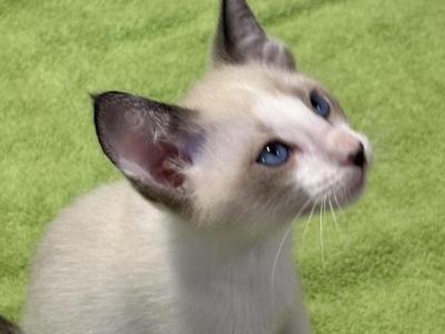 Eva's Siamese Snowshoe - Siamese - Gallery Photo #1