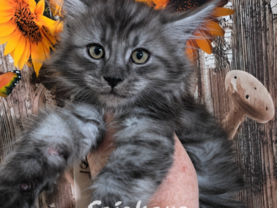 Snickers - Maine Coon - Gallery Photo #1