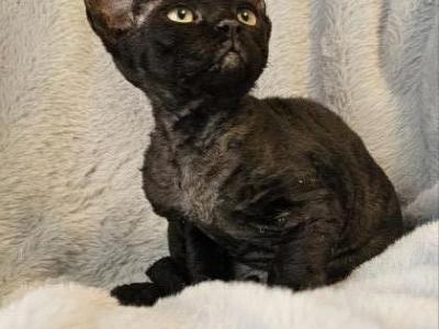 Devon Rex Kittens TICA  CFA Breeding Rights - Devon Rex - Gallery Photo #1