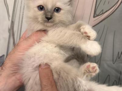 PENDING Blue Point Mitted - Ragdoll - Gallery Photo #1