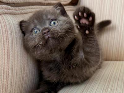 Scottish Chocolate Male & Female - Scottish Fold - Gallery Photo #1