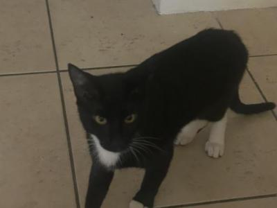 Buster - Domestic - Gallery Photo #1