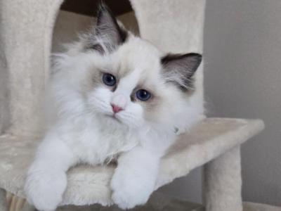 Afroditedolls Diamond - Ragdoll - Gallery Photo #1