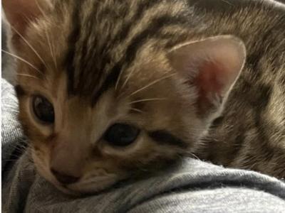 Bengal Kitty - Bengal - Gallery Photo #1