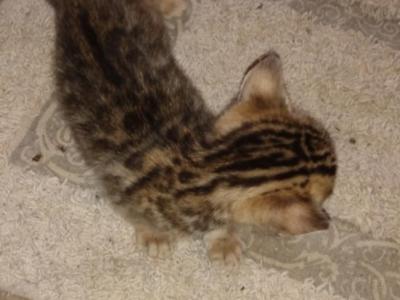 Bengal Kitty - Bengal - Gallery Photo #1