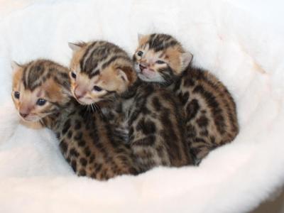 Leopard Rosetted Bengal Kittens - Bengal - Gallery Photo #1