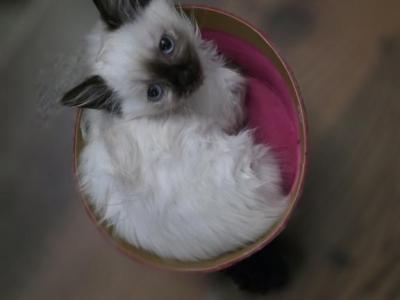 Female Munchkin Toast - Munchkin - Gallery Photo #1