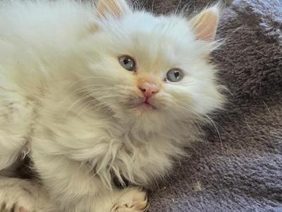 Non Standard Munchkin Fish - Munchkin - Gallery Photo #1