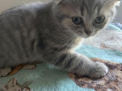Buddy - Scottish Fold - Gallery Photo #1