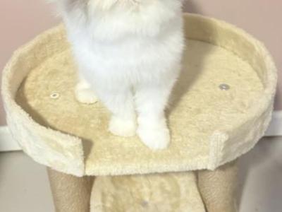 Cora - Persian - Gallery Photo #1