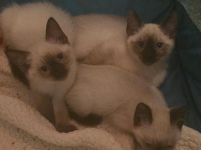 3 Siamese Kittens - Siamese - Gallery Photo #1