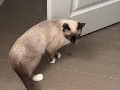 Hermes - Domestic - Gallery Photo #1