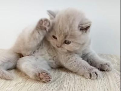 PURE BREED BRITISH SHORTHAIR KITTENS FOR SALE - British Shorthair - Gallery Photo #1