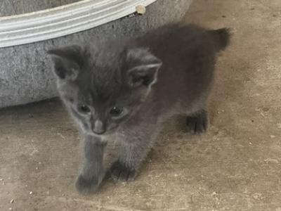GRAY MANX GIRL - Manx - Gallery Photo #1