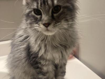 Huge Black And Silver - Maine Coon - Gallery Photo #1