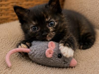 Missy - Ragdoll - Gallery Photo #1