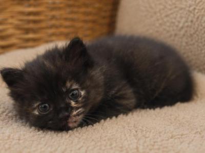 Mittens - Ragdoll - Gallery Photo #1