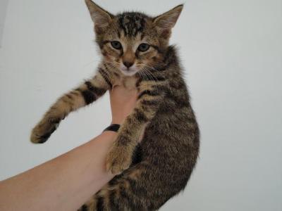 Wilbur - Bengal - Gallery Photo #1