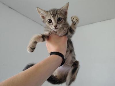 Fern - Domestic - Gallery Photo #1