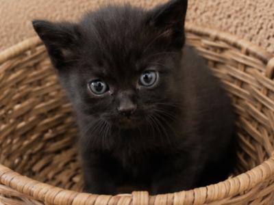 Micky - Ragdoll - Gallery Photo #1