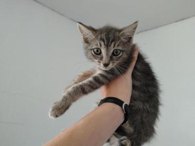 Charlotte - Domestic - Gallery Photo #1