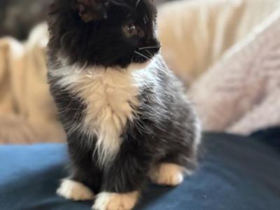 Willow Of Donnelly - Maine Coon - Gallery Photo #1