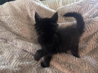 Sienna Of Donnelly - Maine Coon - Gallery Photo #1