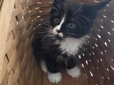 Leo Of Donnelly - Maine Coon - Gallery Photo #1