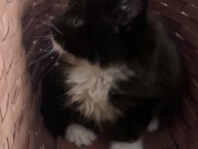 Grayson - Maine Coon - Gallery Photo #1