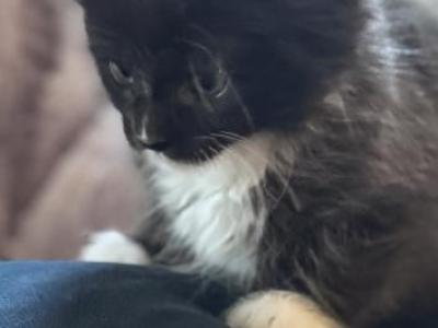 Banksy Of Donnelly - Maine Coon - Gallery Photo #1