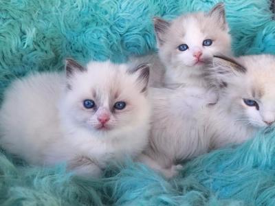 Ragdoll Kittens Both Parents TICA Registered - Ragdoll - Gallery Photo #1