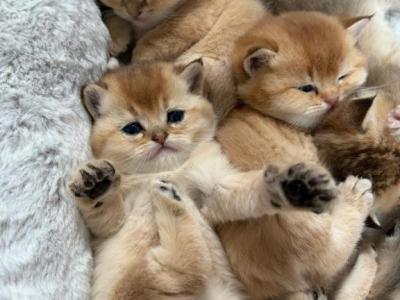 Fold Shorthair Litter - Scottish Fold - Gallery Photo #1