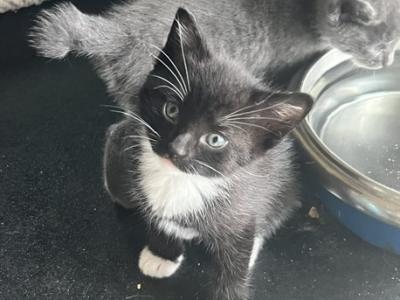 MANX WHISKERS BOY - Manx - Gallery Photo #1