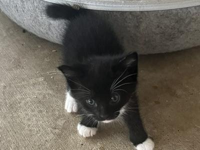 WHISKER GIRL - Manx - Gallery Photo #1