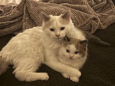 Toast - Ragdoll - Gallery Photo #1