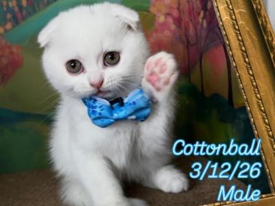 Racoons Litter C - Scottish Fold - Gallery Photo #1