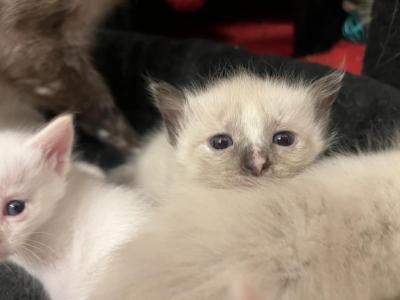 Hans - Siamese - Gallery Photo #1