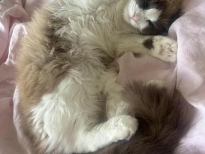 Maisley - Ragdoll - Gallery Photo #1