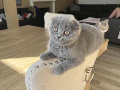 Scottish Fold Blue Girl - Scottish Fold - Gallery Photo #1