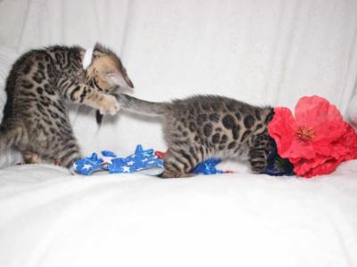 Bengal Kitten Piper - Bengal - Gallery Photo #1