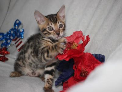 Bengal Kitten Piper Free Gift With This Kitten - Bengal - Gallery Photo #1
