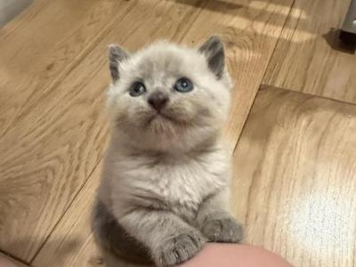 Blue Point Female - Siamese - Gallery Photo #1