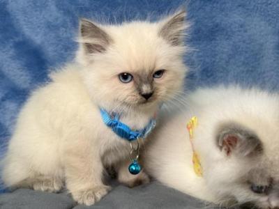 Ragdoll Kitties - Ragdoll - Gallery Photo #1