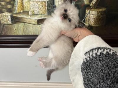 Princess Seal - Ragdoll - Gallery Photo #1