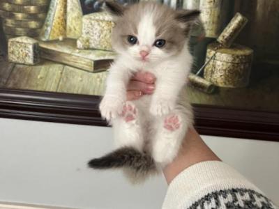 Princess Chocolate - Ragdoll - Gallery Photo #1