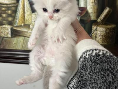 Snow White - Ragdoll - Gallery Photo #1