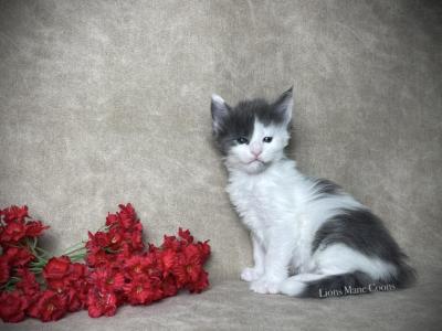 Eclair - Maine Coon - Gallery Photo #1