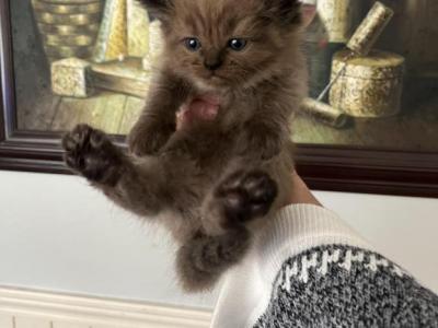 Chocolate Chip - Ragdoll - Gallery Photo #1