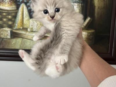 Tiger - Ragdoll - Gallery Photo #1