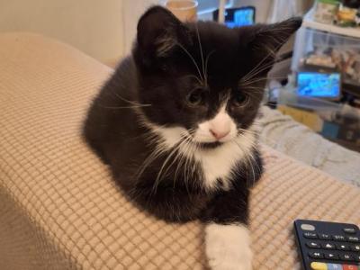 Charlie - Domestic - Gallery Photo #1